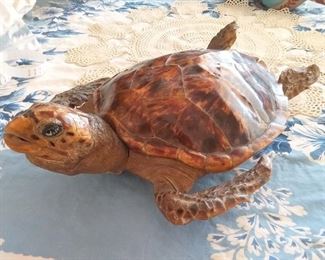 Taxidermy turtle