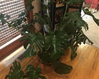 Many Indoor Plants For Sale