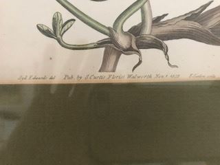detail of 19th c. hand colored litho botanicals