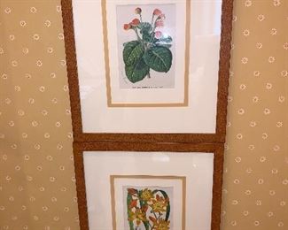 Set of 8 Orange Botanicals by Van Houtte circa 1850 - 9"x5.5" - Price for set $2,500