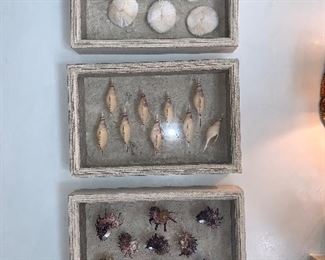Set of six collection boxes of South Seas shells (Murex, Turpet, Spiry, Pearl, Oyster) - Price for set $1,400