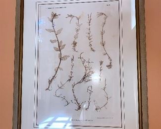 Botanical lithographs, Austrian - set of 7 Dimensions 28"x22" Price for set $2400