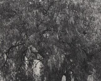 Lot 194: Lee Friedlander "Australia" Photograph