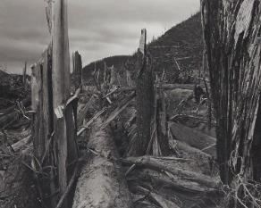 Lot 198: Frank Gohlke "Downed Trees Near Ryan Lake" Photograph