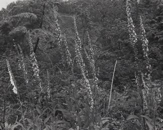 Lot 195: Lee Friedlander "Ho Valley" Photograph