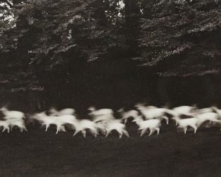 Lot 203: Paul Caponigro Running White Deer Photograph