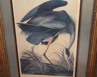 Audubon Blue Heron print