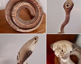 #30 - Vintage (Late 60's) Taxidermy - King Cobra Snake from Thailand - $175.00