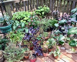 Potted Plants Galore, Some Perennial and some Annual