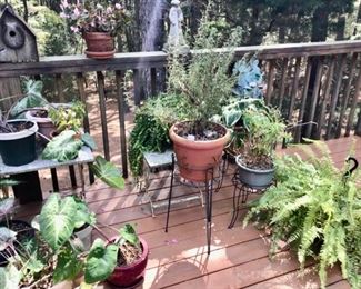 Potted Plants Galore, a few Plant Stands