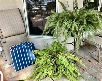 Ferns, Seat Cushions