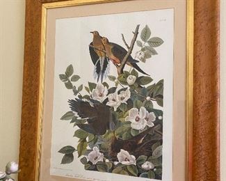 Audubon Carolina Turtle Doves in beautiful frame