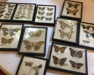 Collection of vintage moths and butterflies