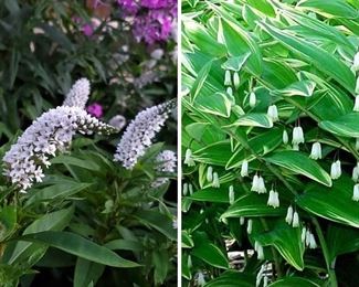 Perennials when in peak bloom