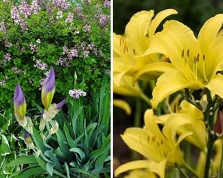 Perennials in bloom earlier in year