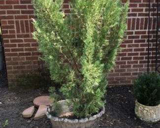 Lots of planters & stands