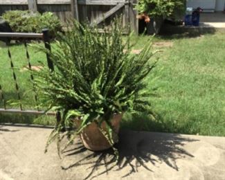 Lots of planters & stands