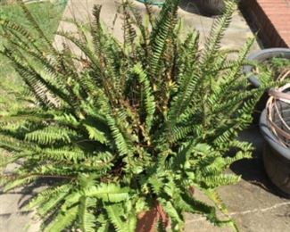 Lots of planters & stands