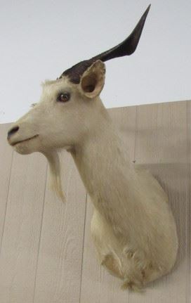 Mounted Goat Head
