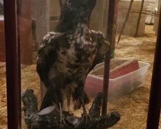 VINAGE RARE STUFFED SPOTTED RAVEN TAXIDERMY MOUNT GLASS DOME