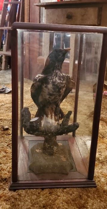 VINAGE RARE STUFFED SPOTTED RAVEN TAXIDERMY MOUNT GLASS DOME