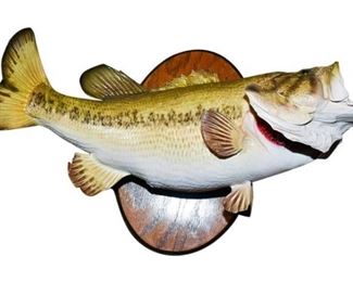 Taxidermy Mounted Fish Trophy