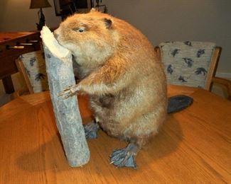 Great Taxidermy Beaver - Really Unique