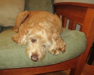 Oliver....He's adorable but not for sale!