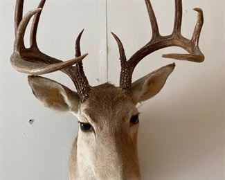 South Texas deer head