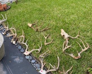 Assorted deer antlers