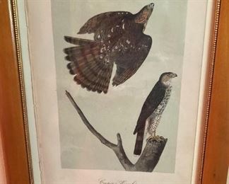 Cooper's Hawk by  J. J. Audubon