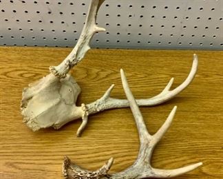 REDUCED!  $12.00 NOW, WAS $16.00..........antlers (J259)