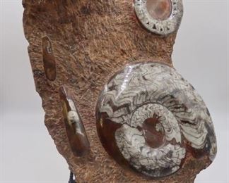 Ammonite Fossil Extinction Plate