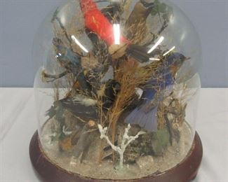 Victorian Dome Top Glass Bird Diorama