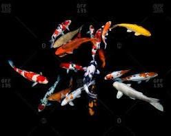 Over 30 Koi Fish (client is not entirely sure). Unsure of what variety. $25/ea or all for $700. 