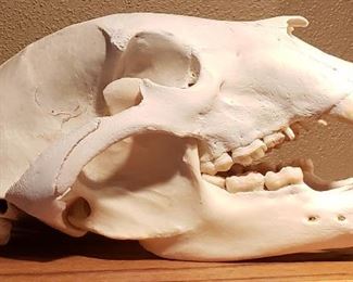 Bear?