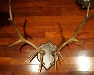 Mounted Antlers 