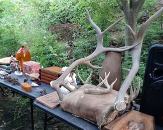 Antlers and vintage finds