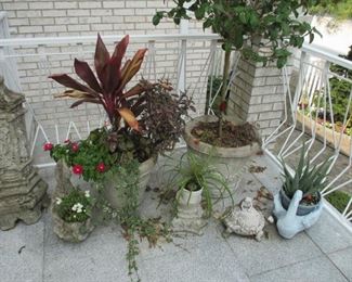 Many Indoor & Outdoor Planters & Plants