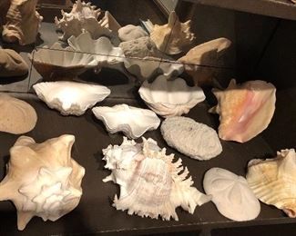 Seashells - and we have more than shown here!