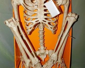 Skeleton