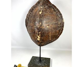Lot 1101 Large Turtle Shell lamp.