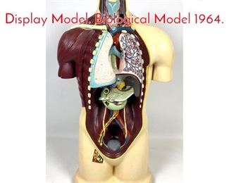 Lot 1238 NYSTROM Anatomy Display Model. Biological Model 1964. 