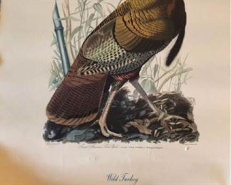 John J. Audubon Prints