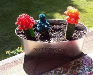 More colorful cacti