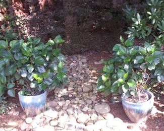 ceramic planters with plants