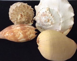 Collection 4 Centerpiece Conch Shells