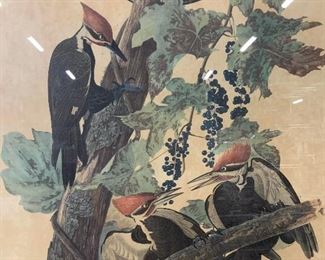 Robert Havell Pleated Woodpecker Offset Lithograph