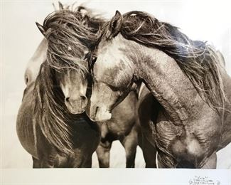 Framed Roberto Dutesco Signed Photo of Horses