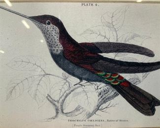 William Lizars Purple Hummingbird Offset Litho